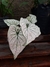 Caladium