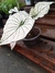 Caladium - comprar online