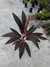 Dracena Vermelha - comprar online