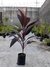 Dracena Vermelha