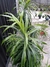 Dracena Fita - comprar online