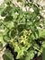 Tomate - comprar online
