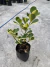 Clúsia Variegata