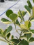 Clúsia Variegata - comprar online