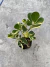 Clúsia Variegata na internet