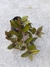Tradescantia - Muda - comprar online