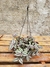 Tradescantia Zebrina