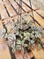 Tradescantia Zebrina na internet