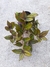 Tradescantia - Muda - Loja Belo Jardim
