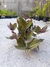 Tradescantia - Muda