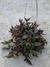 Lambari Roxo CESTA - comprar online