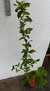 Hibisco Hibrído - comprar online
