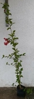 Hibisco Hibrído