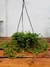 Pilea Depressa Cesta
