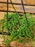 Pilea Depressa Cesta - comprar online