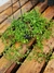 Pilea Depressa Cesta - Loja Belo Jardim