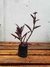 Trapoeraba Roxa