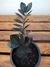 Zamiocuca Black