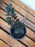 Zamiocuca Black - comprar online