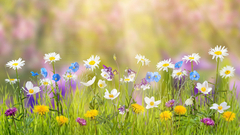 Banner de la categoría VERANO | PRIMAVERA