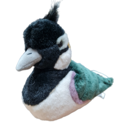 Vanellus vanellus