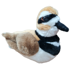 Charadrius vociferus
