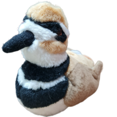 Charadrius vociferus - comprar online