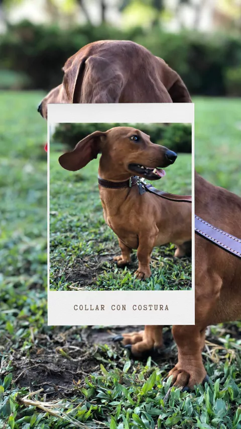 COLLAR CON COSTURA