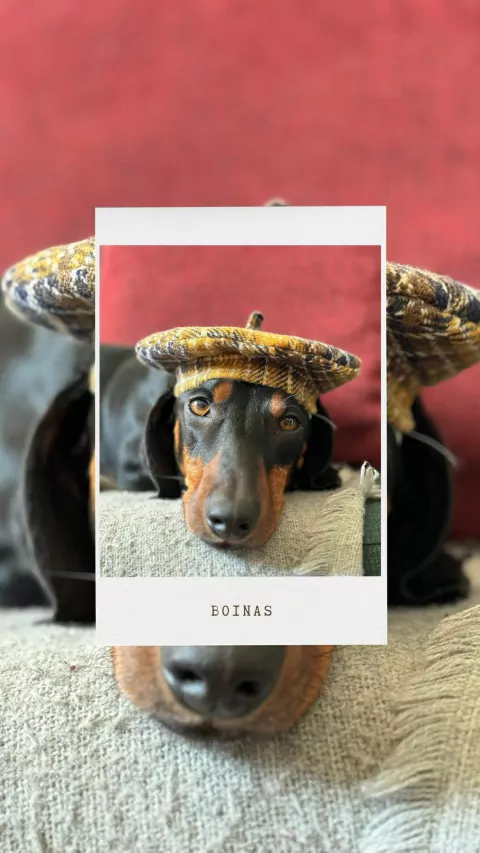 BOINAS - comprar online