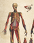 Lámina Anatomía 2 - comprar online