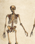 Imagen de Kit láminas anatomía