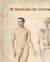 Lámina Anatomía 4 - comprar online