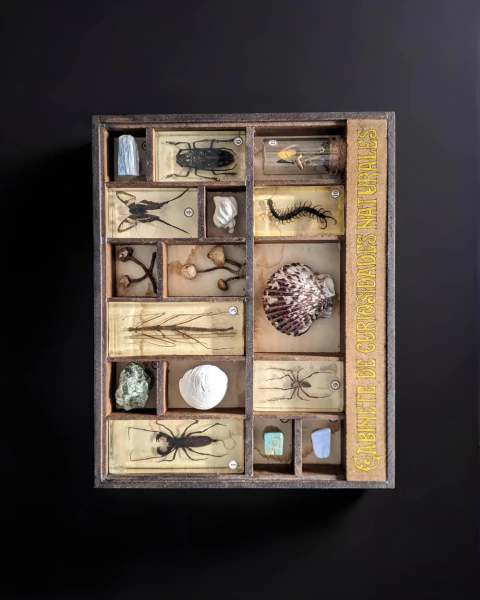 Gabinete de curiosidades naturales 30x24 cm - comprar online