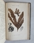 Historia natural: Botánica I - Don Odón de Buen (1920) (TOMO 8) - tienda online