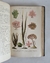 Historia natural: Botánica I - Don Odón de Buen (1920) (TOMO 8) en internet