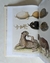 Cabinet of natural curiosities - Albertus Seba (XL) en internet
