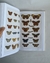 Cabinet of natural curiosities - Albertus Seba (XL) - comprar online