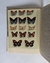 Las mariposas más bellas - Charles Ferdinand en internet