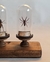 Imagen de Cúpulas con insectos y arácnidos sobre base de madera