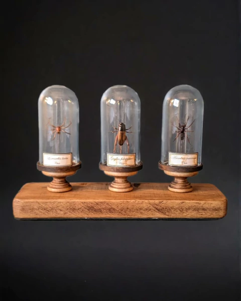 Cúpulas con insectos y arácnidos sobre base de madera - comprar online