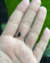 ANILLO IMPORTADO A6 - tienda online