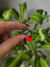 RED HEART COLGANTES - PLATEADO