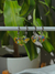 ARGOLLA CON SWAROVSKI en internet