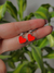 Imagen de RED HEART COLGANTES - PLATEADO