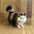 Gato de Pelúcia Realista Simulado – Brinquedo Macio para Crianças e Presentes Românticos na internet