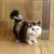 Gato de Pelúcia Realista Simulado – Brinquedo Macio para Crianças e Presentes Românticos - loja online