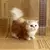 Gato de Pelúcia Realista Simulado – Brinquedo Macio para Crianças e Presentes Românticos - comprar online