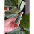 Perfumero Deluxe Verde - comprar online