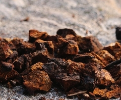 Tintura de Chaga 100 cc en internet