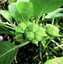 Tintura de Ashwagandha 100 cc - comprar online
